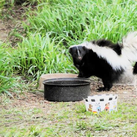 Skunked! How To Remove the Skunk Smell On Your Dog - House that Barks