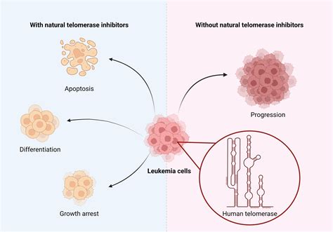 Telomerase Inhibition in the Treatment of Leukemia: A Comprehensive Review
