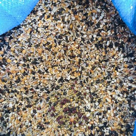 Jual Makanan Ayam Burung Jagung Campur Kiloan Ukuran 1 Kg - Kab. Bekasi ...