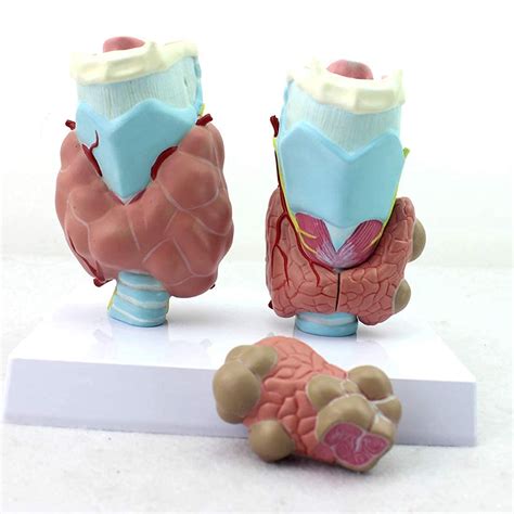Buy Anatomy Model, Assembly Educational Model Professional Magnified ...