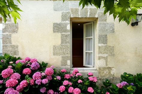 The 10 Best Compact Hydrangeas for Small Spaces