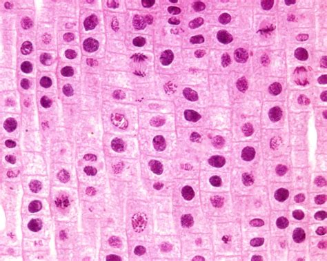 Phase In Microscopy