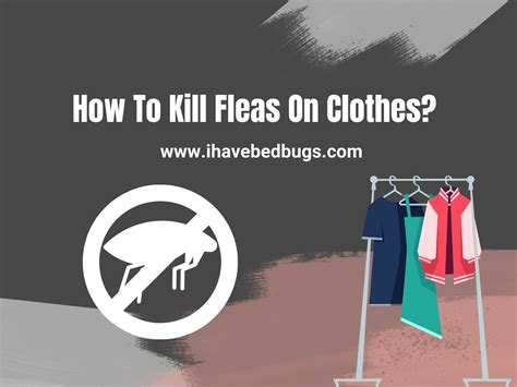 How to Kill Fleas on Clothes - Everything You Need to Know
