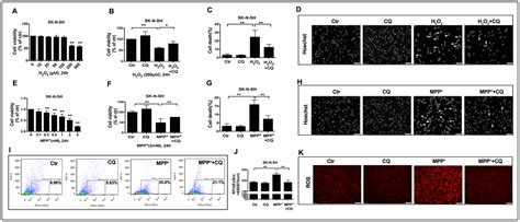 Clioquinol improves motor and non-motor deficits in MPTP-induced monkey ...