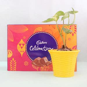 Buy Plants Online Pali | Best Plant Nursery in Pali - Giftalove