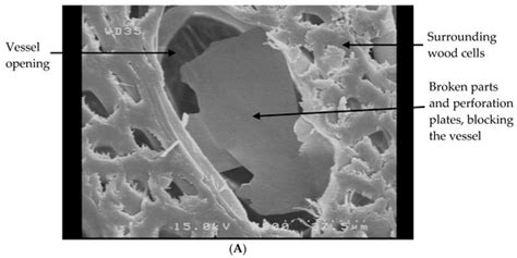 Coatings | Special Issue : Advances in Surface Modification and ...