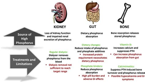 Management of Hyperphosphatemia in End-Stage Renal Disease: A New Paradigm - Journal of Renal ...