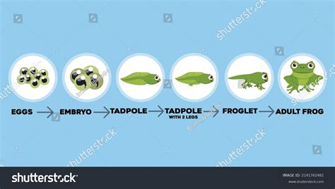 Frog Cycle 的图像结果