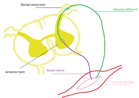 Spindle Shape 的图像结果