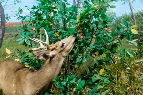 Tracking Deer [Our Ultimate Guide] - World Deer