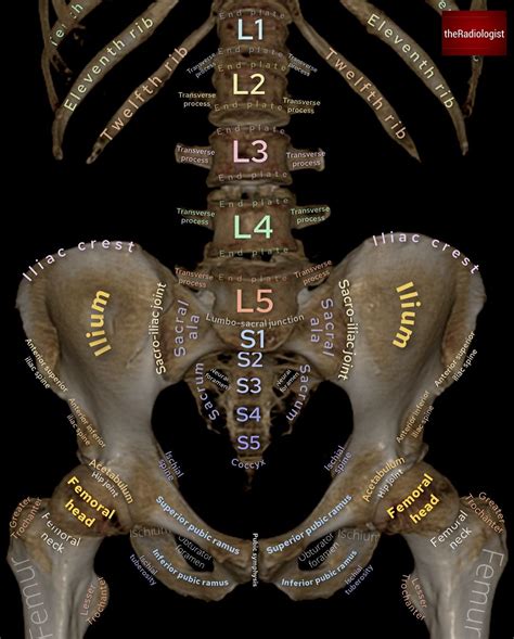 the Radiologist | Radiology on Instagram: "Have a look at this 3D reconstruction of the bones ...