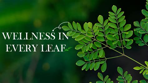 Top 10 Benefits of Moringa Powder for Health