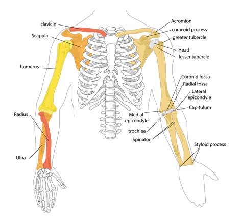 ملف:Human arm bones diagram.svg - المعرفة
