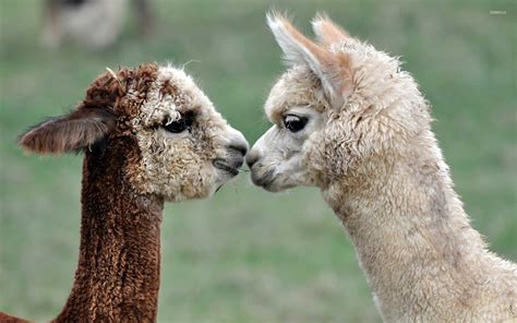 Alpacas wallpaper - Animal wallpapers - #15710