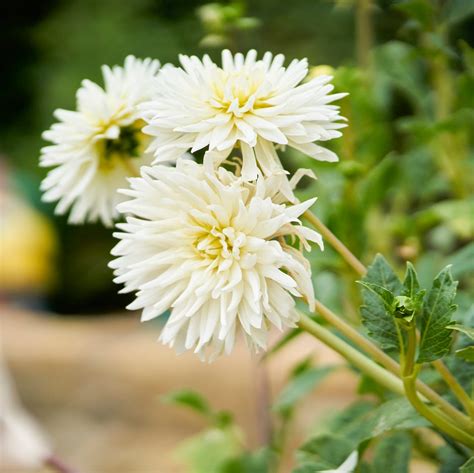 Most Beautiful White Flower Garden
