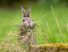 Image result for Bunnies Eating Greens