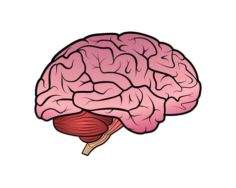 Cartoon Brain Learning 的图像结果