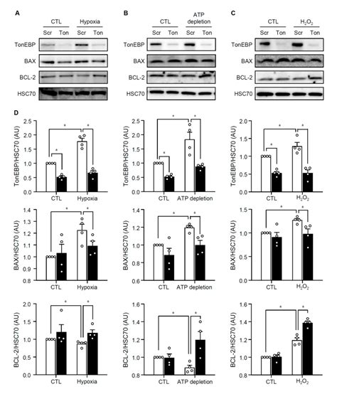 Transcriptional Regulator TonEBP Mediates Oxidative Damages in Ischemic ...