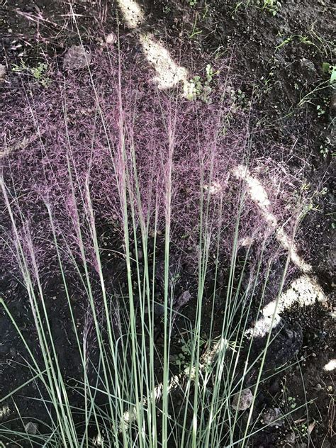 Buy Pink Muhly Grass aka Muhlenbergia capillaris Grasses Fit 1 Gallon ...