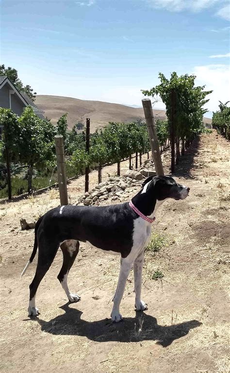 WINE CLUB — Big Dog Vineyards