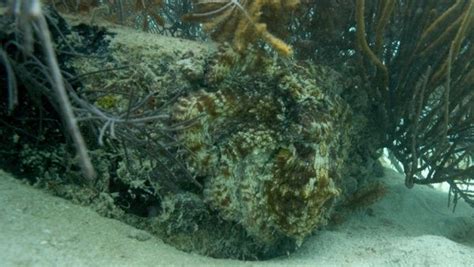 Image result for How Octopus Change Color