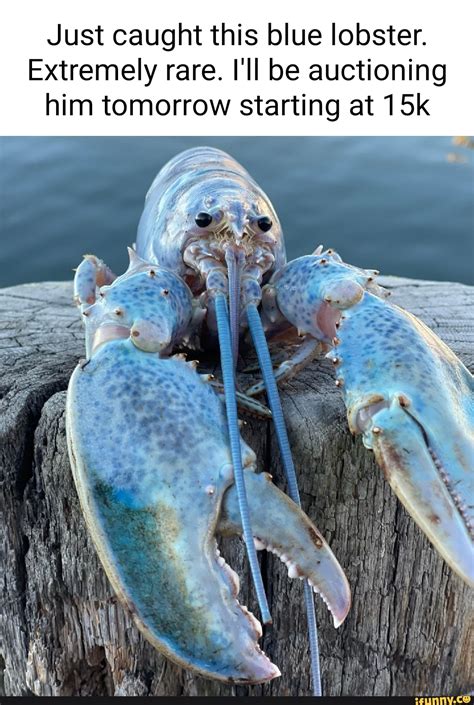 Just caught this blue lobster. Extremely rare. I'll be auctioning him ...