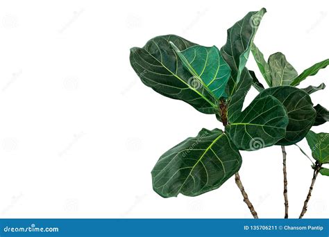 Green Leaves of Fiddle-leaf Fig Tree Ficus Lyrata the Popular ...