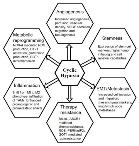 Acute vs. Chronic vs. Cyclic Hypoxia: Their Differential Dynamics ...