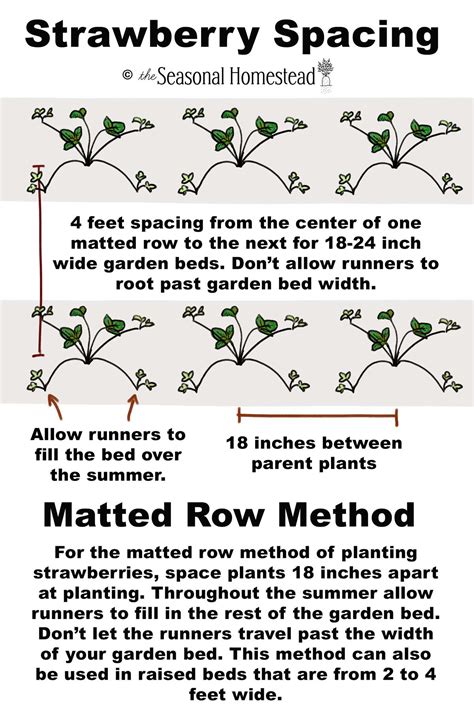 Strawberry Plant Spacing