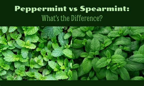 Spearmint Vs Peppermint Plants Is Spearmint Or Peppermint A Better