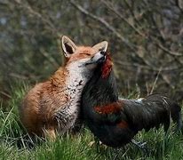 Image result for Odd Animal Pairs