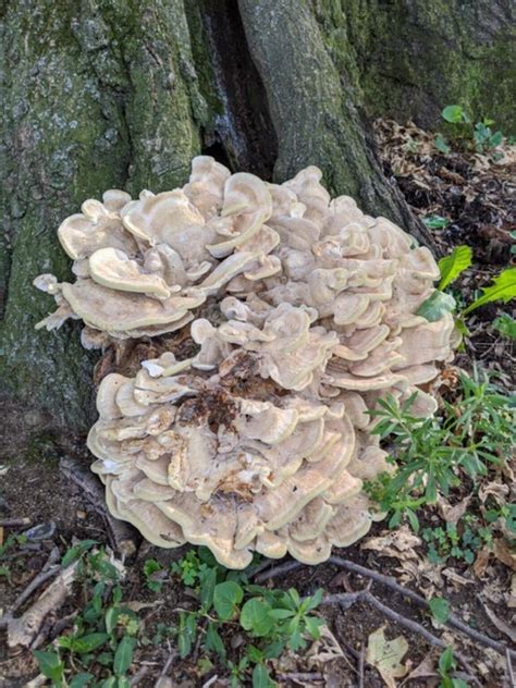 Berkeley's Polypore: Identification, Foraging, and Culinary Applications - Mushroom Appreciation