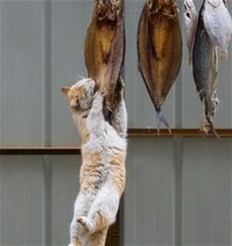 梦见喂猫吃鱼 周公解梦之梦到喂猫吃鱼 - 天天運勢