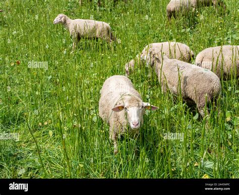 Sheep grazing in the pasture farm Stock Photo - Alamy