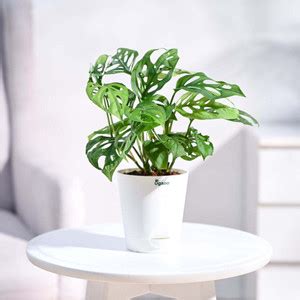 UGAOO Broken Heart Plant Price in India - Buy UGAOO Broken Heart Plant ...