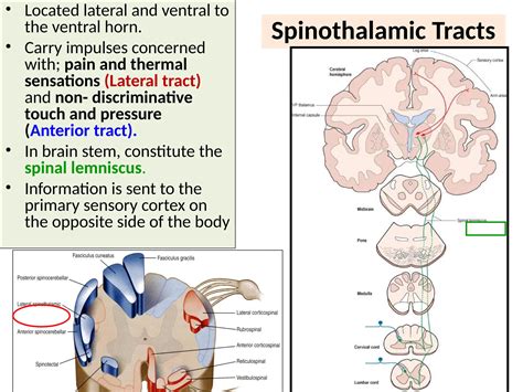 Asecending tract (Revision) by Dr.Rabia Inam Gandapore.ppt