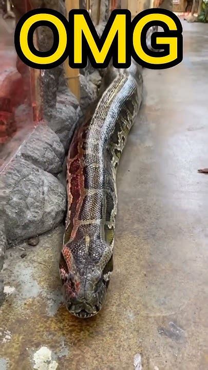 Image result for Big Python's