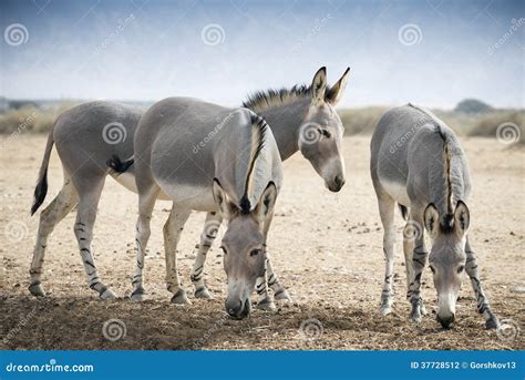 Somali Wild (Equus Africanus) Stock Photo - Image of negev, desert ...