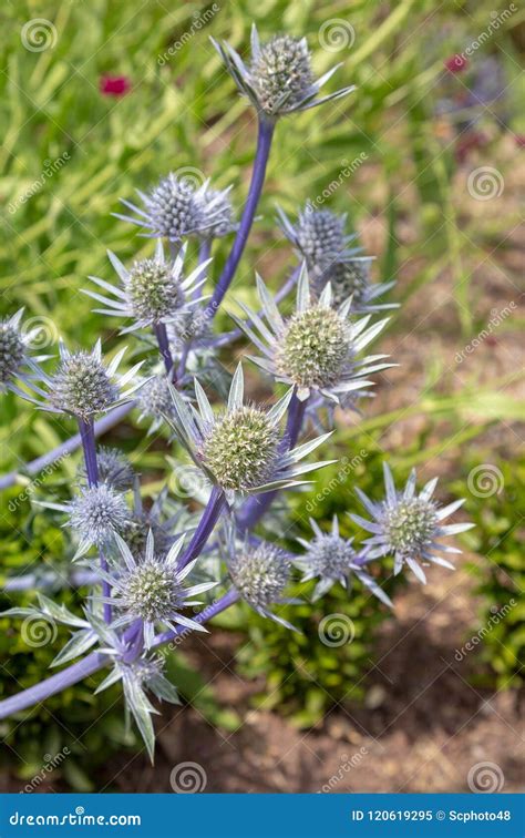Spiky Purple Heads of the Eryngium Flower Stock Image - Image of ...