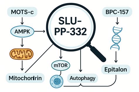 Mastering the SLU-pp-332 Stack: Best Peptides for Enhanced Research in ...