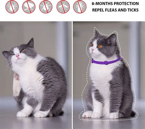 How To Use Cat Flea Collar at Phyllis Spain blog