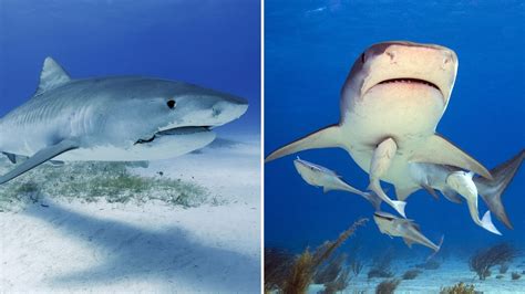 5 Key Differences That Set Male And Female Sharks Apart