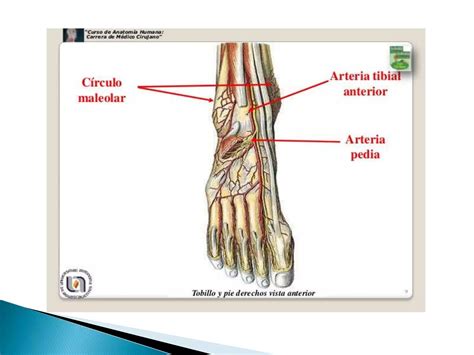 Arteria tibial anterior, pedia, tronco tibio peroneo y arcos plantares | PPTX