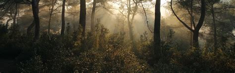 Our Projects - SoulForest :: Creating India First Co-Owned Forest