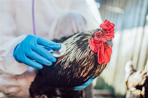 Bird Flu Is Now Killing Cats at a 90% Fatality Rate – Experts Warn It Could Jump to Humans | The ...