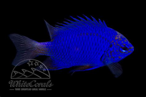 Chrysiptera springeri - Springers Demoiselle - online kaufen