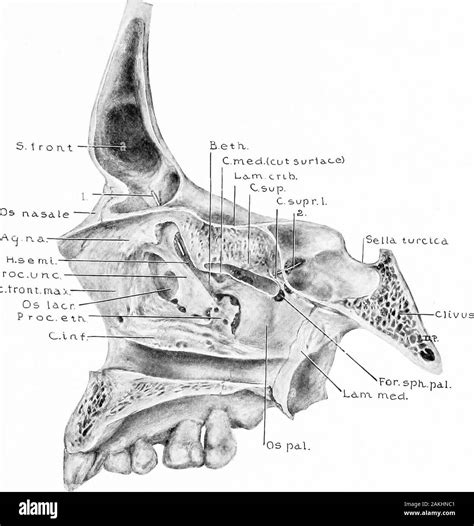 Development and anatomy of the nasal accessory sinuses in man; observations based on two hundred ...