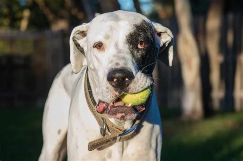 Great Dane Pitbull Mix: A Hybrid To Amaze You