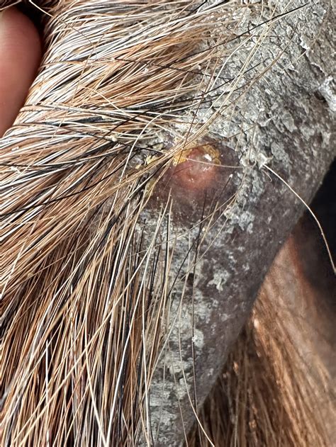 What are these bumps/ulcers on tail - Horse Care - Chronicle Forums