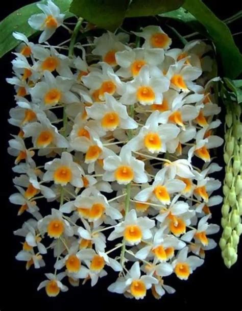 OrchidZone Dendrobium Farmeri species orchid Plant Price in India - Buy ...